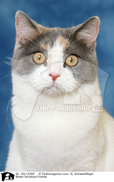 British Shorthair Portrait / SS-13265