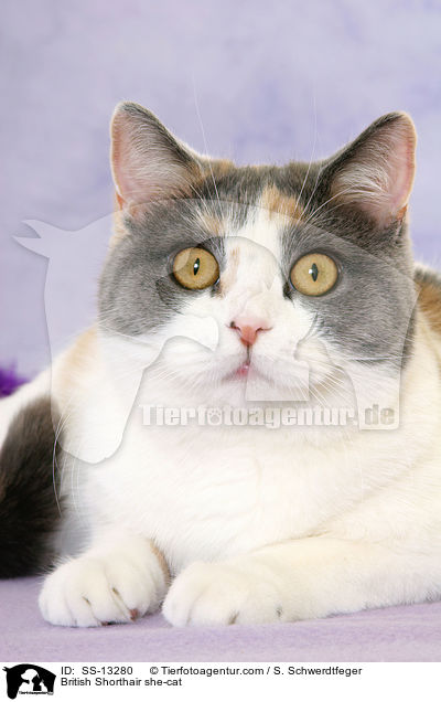Britisch Kurzhaar Katze / British Shorthair she-cat / SS-13280