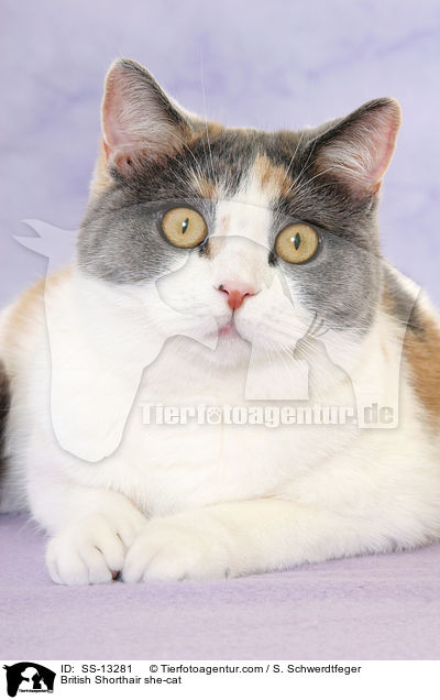Britisch Kurzhaar Katze / British Shorthair she-cat / SS-13281