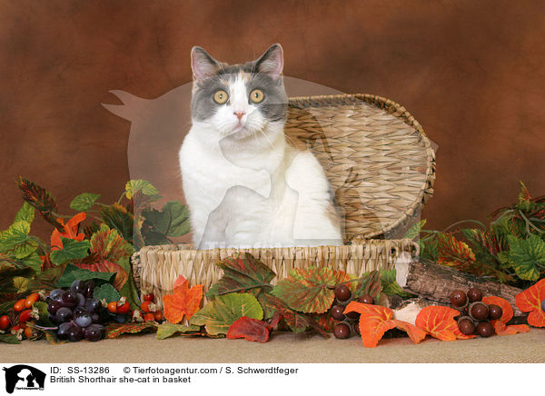 Britisch Kurzhaar Katze im Krbchen / British Shorthair she-cat in basket / SS-13286