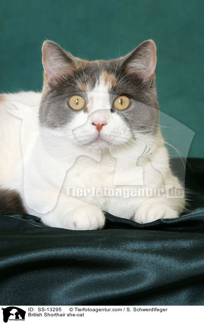 Britisch Kurzhaar Katze / British Shorthair she-cat / SS-13295