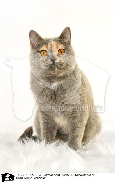 sitzende Britisch Kurzhaar / sitting British Shorthair / SS-13323