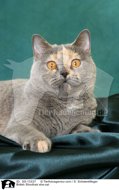 Britisch Kurzhaar Katze / British Shorthair she-cat / SS-13337