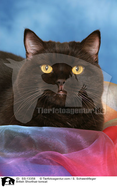 Britisch Kurzhaar Kater / British Shorthair tomcat / SS-13358