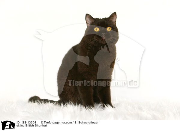 sitzende Britisch Kurzhaar / sitting British Shorthair / SS-13364