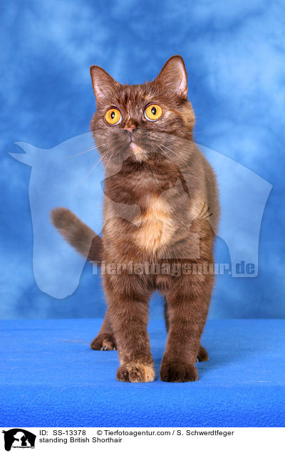 stehende Britisch Kurzhaar / standing British Shorthair / SS-13378