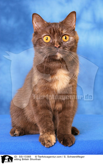 sitzende Britisch Kurzhaar / sitting British Shorthair / SS-13385