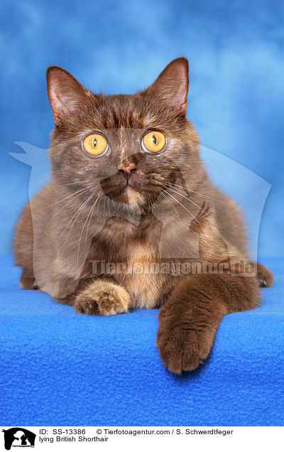 liegende Britisch Kurzhaar / lying British Shorthair / SS-13386