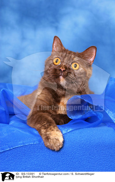 liegende Britisch Kurzhaar / lying British Shorthair / SS-13391
