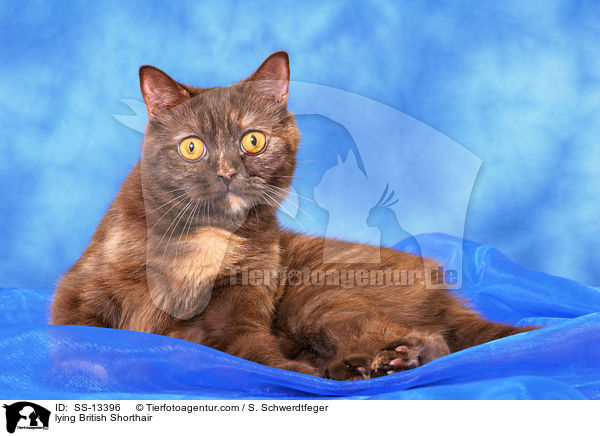 liegende Britisch Kurzhaar / lying British Shorthair / SS-13396