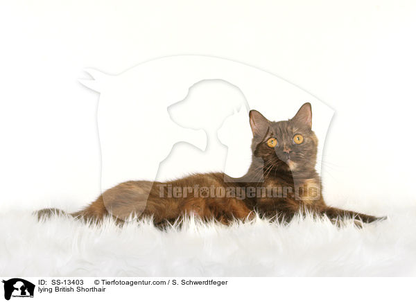 liegende Britisch Kurzhaar / lying British Shorthair / SS-13403
