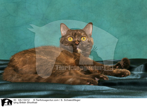liegende Britisch Kurzhaar / lying British Shorthair / SS-13412