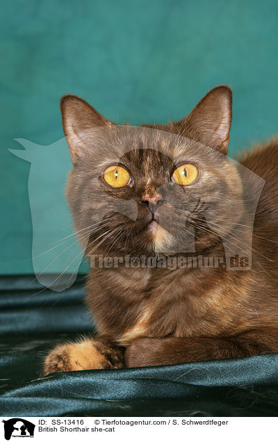 Britisch Kurzhaar Katze / British Shorthair she-cat / SS-13416