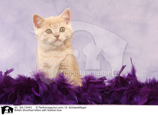 Britisch Kurzhaar Ktzchen mit Federboa / British Shorthair kitten with feather boa / SS-13443