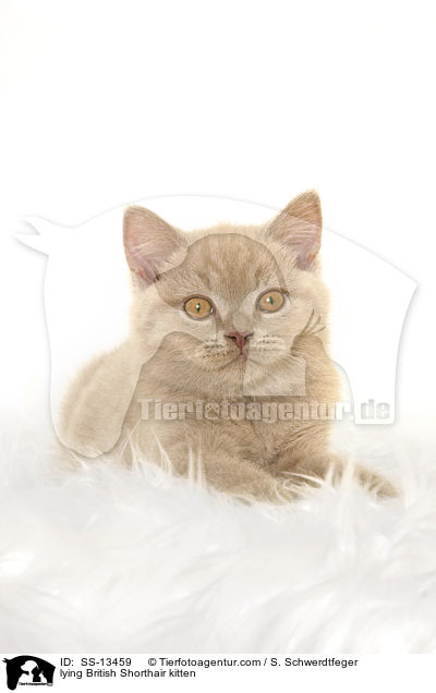 liegendes Britisch Kurzhaar Ktzchen / lying British Shorthair kitten / SS-13459