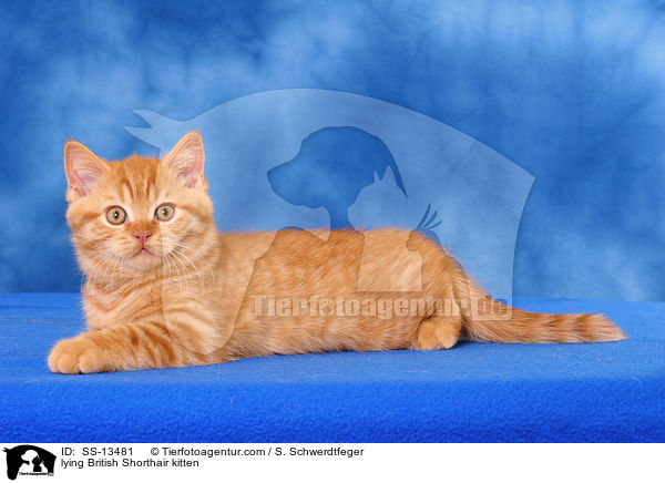 liegendes Britisch Kurzhaar Ktzchen / lying British Shorthair kitten / SS-13481