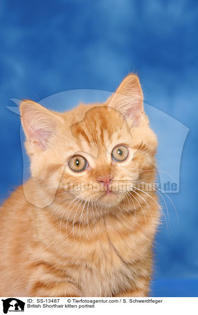 British Shorthair kitten portrait / SS-13487