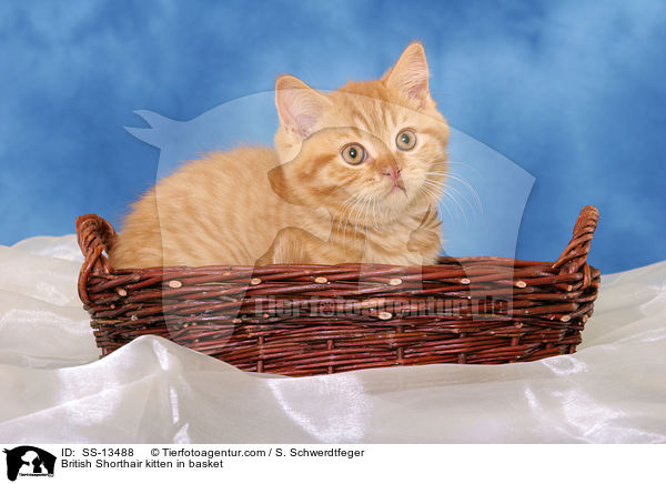 British Shorthair kitten in basket / SS-13488
