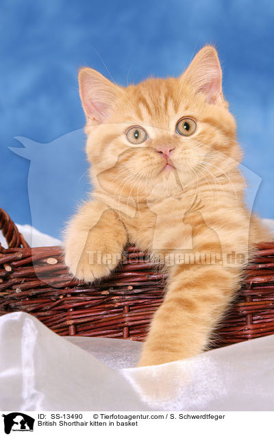 British Shorthair kitten in basket / SS-13490