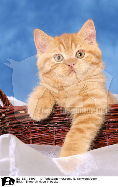 Britisch Kurzhaar Ktzchen in Krbchen / British Shorthair kitten in basket / SS-13490