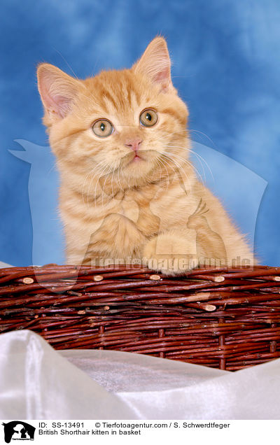 British Shorthair kitten in basket / SS-13491