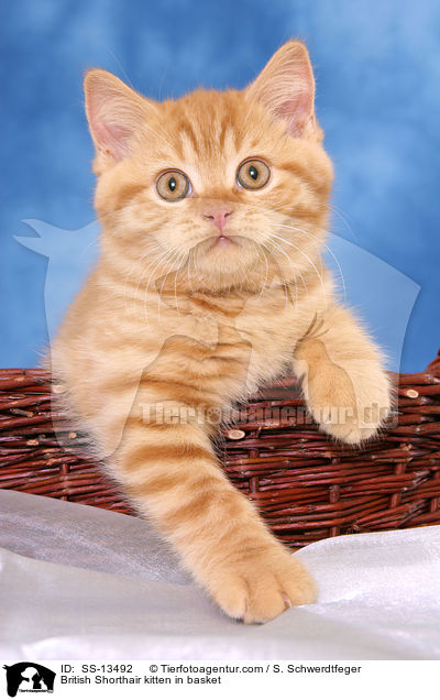 British Shorthair kitten in basket / SS-13492