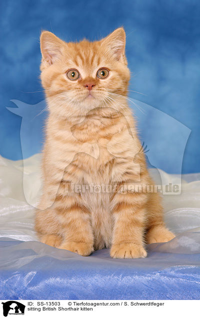 sitting British Shorthair kitten / SS-13503