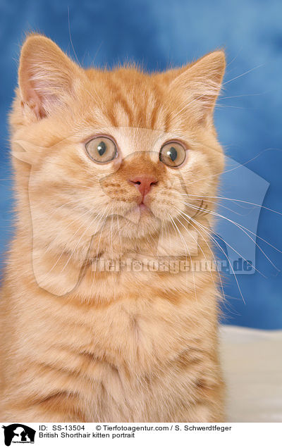 British Shorthair kitten portrait / SS-13504