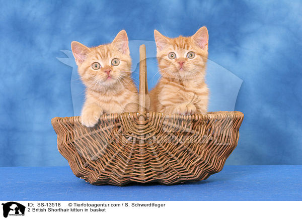 2 British Shorthair kitten in basket / SS-13518