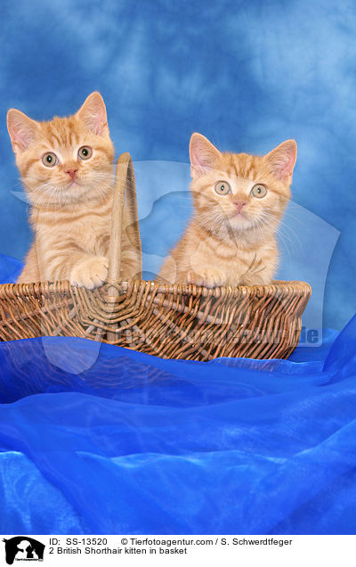 2 British Shorthair kitten in basket / SS-13520