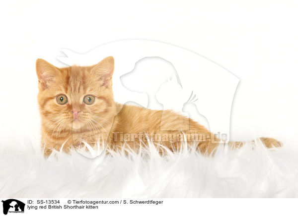 liegendes rotes Britisch Kurzhaar Ktzchen / lying red British Shorthair kitten / SS-13534