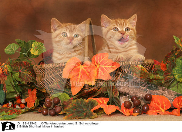 2 Britisch Kurzhaar Ktzchen in Krbchen / 2 British Shorthair kitten in basket / SS-13542
