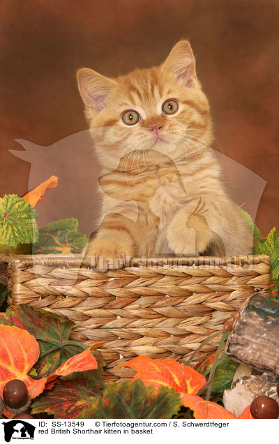 rotes Britisch Kurzhaar Ktzchen in Krbchen / red British Shorthair kitten in basket / SS-13549