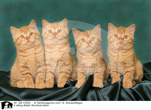 4 sitzende Britisch Kurzhaar Ktzchen / 4 sitting British Shorthair kitten / SS-13552