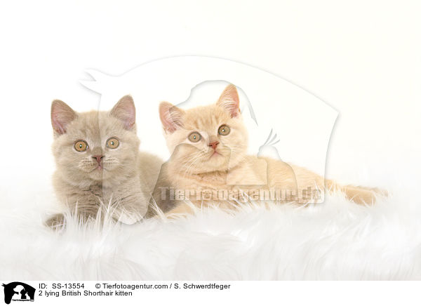 2 liegende Britisch Kurzhaar Ktzchen / 2 lying British Shorthair kitten / SS-13554