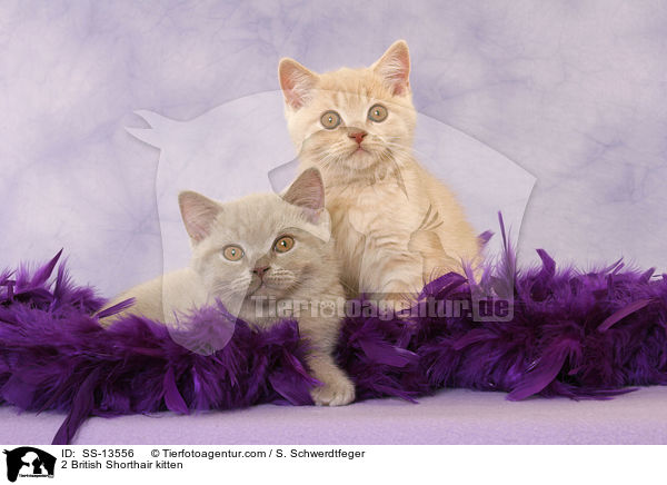 2 Britisch Kurzhaar Ktzchen / 2 British Shorthair kitten / SS-13556