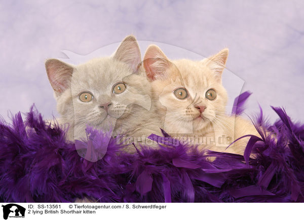 2 liegende Britisch Kurzhaar Ktzchen / 2 lying British Shorthair kitten / SS-13561