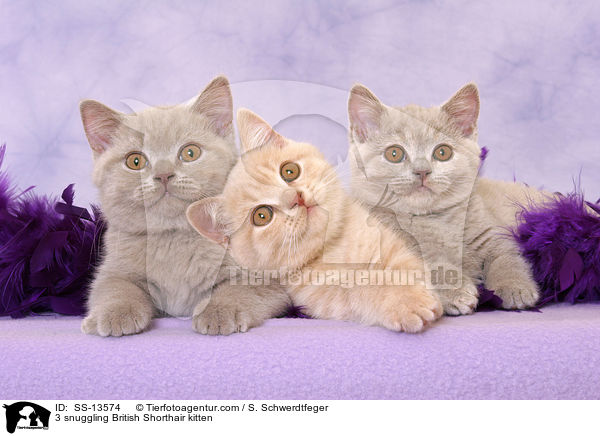 3 kuschelnde Britisch Kurzhaar Ktzchen / 3 snuggling British Shorthair kitten / SS-13574