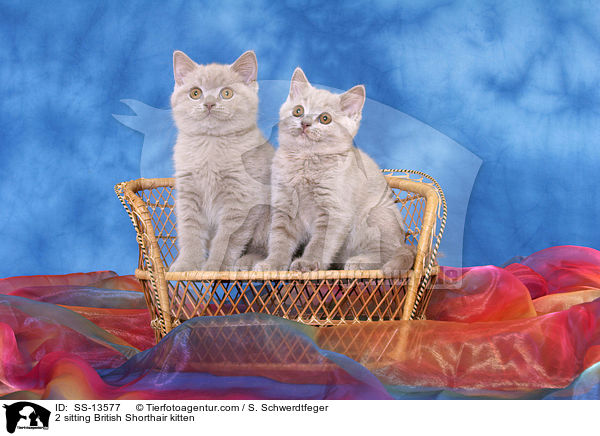 2 sitting British Shorthair kitten / SS-13577