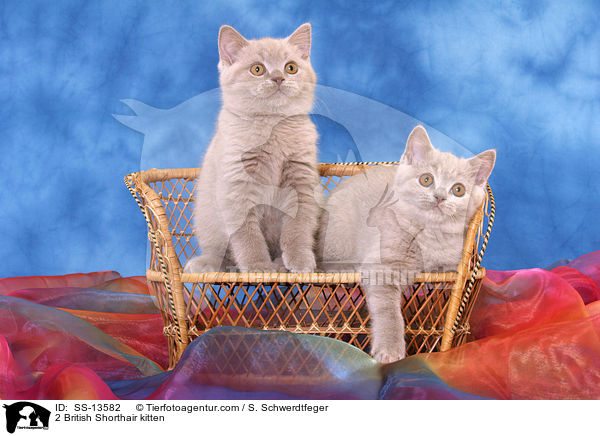2 British Shorthair kitten / SS-13582