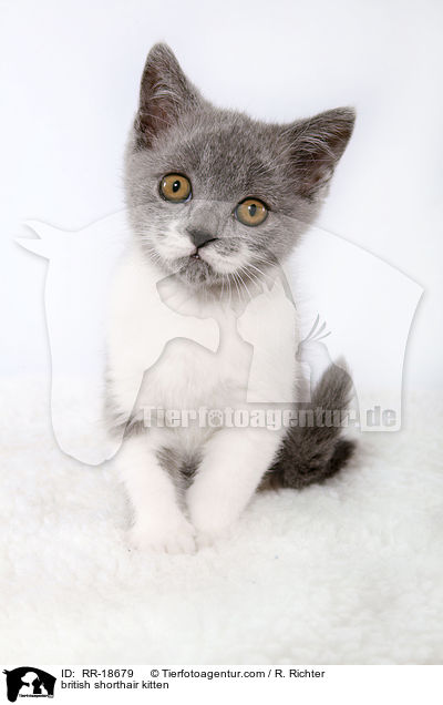 british shorthair kitten / RR-18679