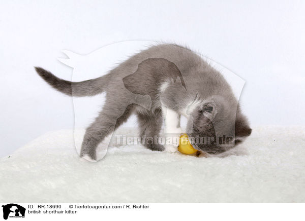 british shorthair kitten / RR-18690