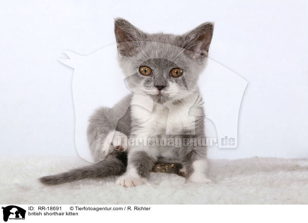 british shorthair kitten / RR-18691