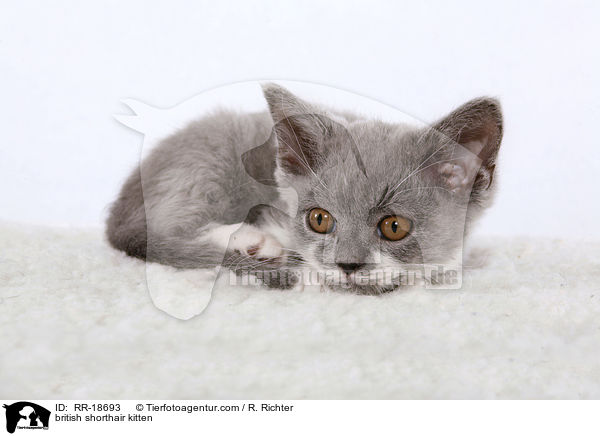 british shorthair kitten / RR-18693