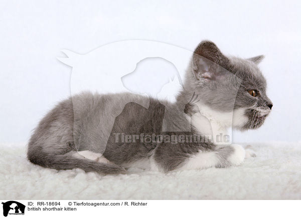 british shorthair kitten / RR-18694