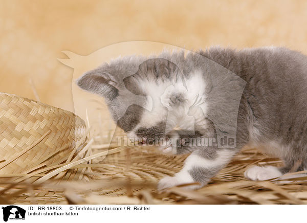 british shorthair kitten / RR-18803