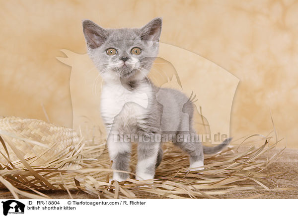 Britisch Kurzhaar Ktzchen / british shorthair kitten / RR-18804