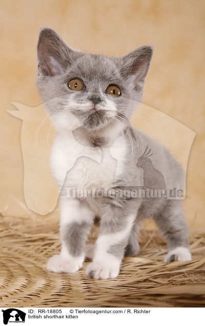 Britisch Kurzhaar Ktzchen / british shorthair kitten / RR-18805