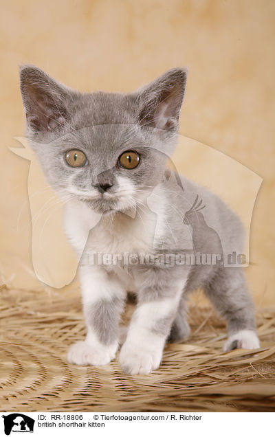 british shorthair kitten / RR-18806