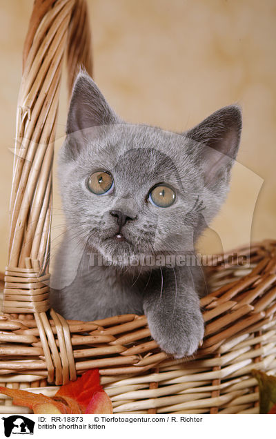 british shorthair kitten / RR-18873